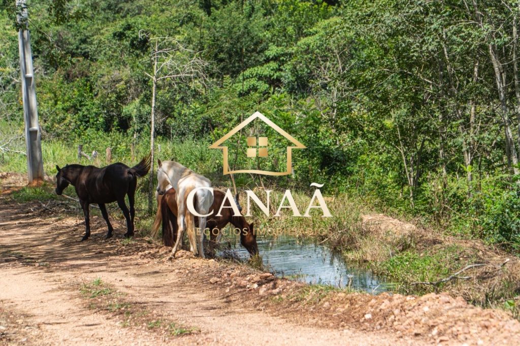FAZENDA EM JEQUITIBÁ