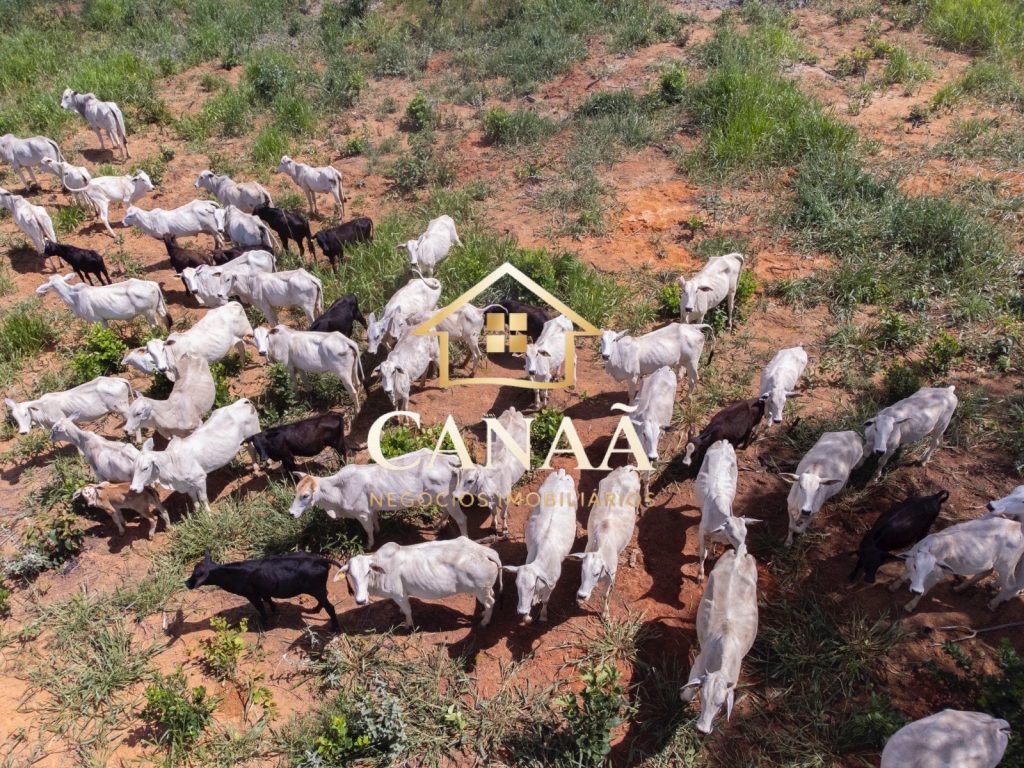 FAZENDA EM JEQUITIBÁ