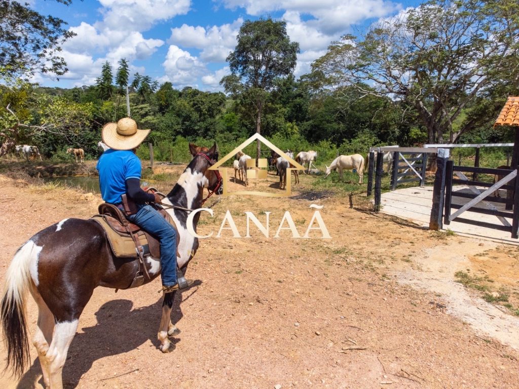 FAZENDA EM JEQUITIBÁ