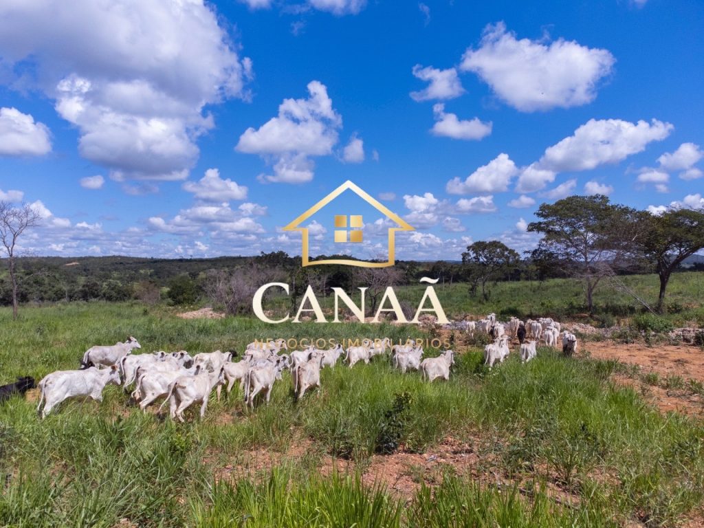 FAZENDA EM JEQUITIBÁ