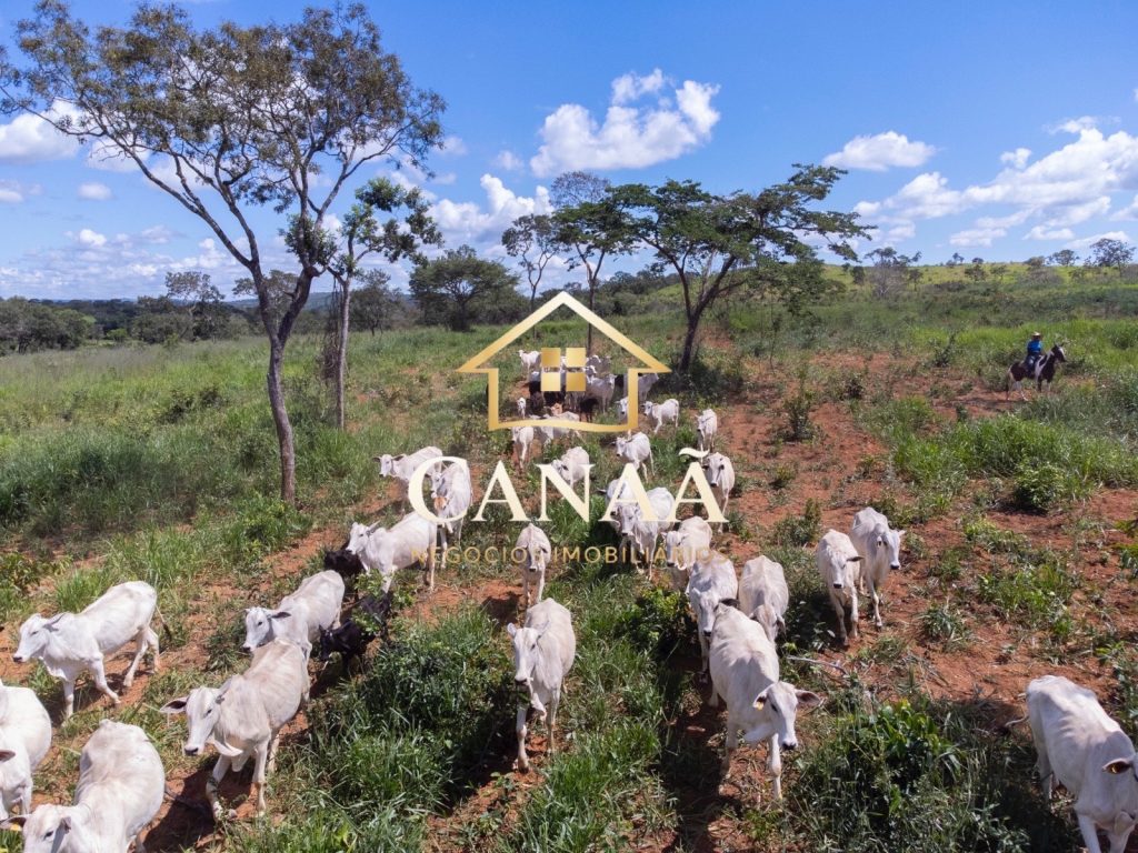 FAZENDA EM JEQUITIBÁ